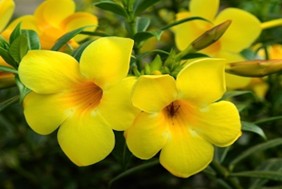 Alamanda