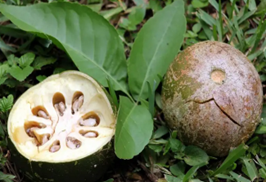 Buah Maja