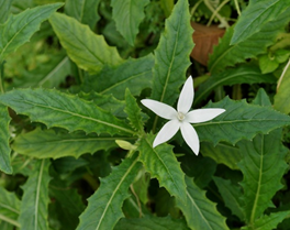 Kitajam