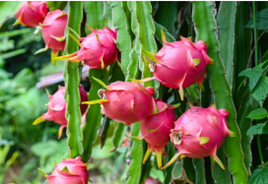 Buah Naga