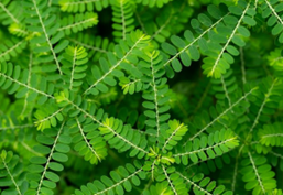 Meniran