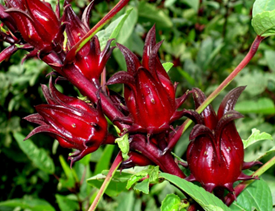 Rosella
