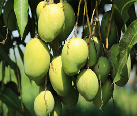 Mangga