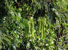Petai