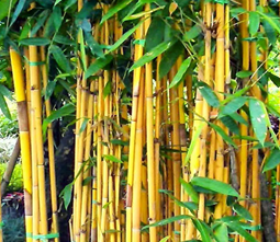 Bambu Kuning