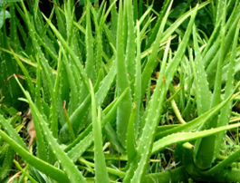 Lidah Buaya