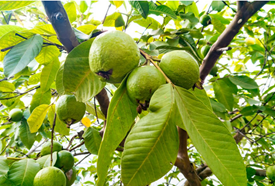 Jambu Biji
