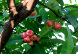 Jambu Air