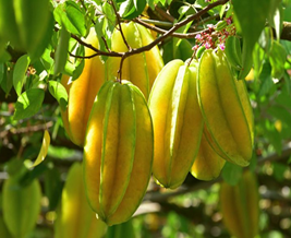 Belimbing