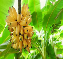 Pisang