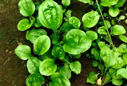 Daun Sendok