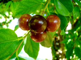 Rukam