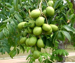 Kedondong