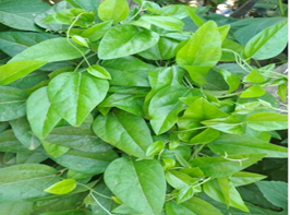 Cincau Hijau